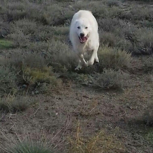 Salam Temiz Natura Aģ Alabay Balası Satiram Wekil realdi maraqlanan we