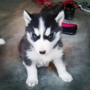 Temiz xaski balası satılır 46 günlük 1 erkek qalıb şekildeki baladır a