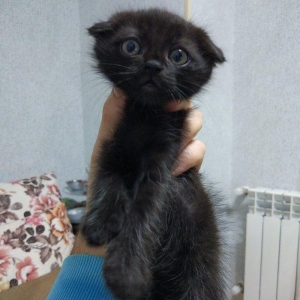 Sentyabrin 25-i dogulan 4 Shotland sallaqqulaq pishik (skotish fo