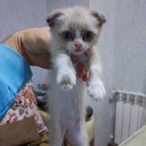 Sentyabrin 25-i dogulan 4 Shotland sallaqqulaq pishik (skotish fo