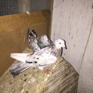 Ebreşler erkek maya xaiş olunur ciddi alıcılar