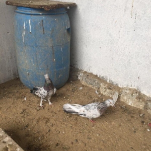 Ebreşler erkek maya xaiş olunur ciddi alıcılar narahat etsin boş bekar