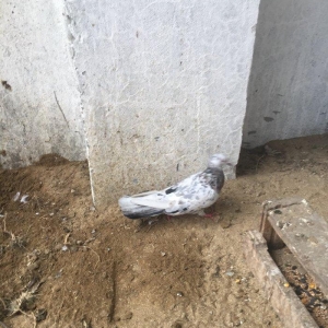 Ebreşler erkek maya xaiş olunur ciddi alıcılar narahat etsin boş bekar