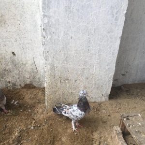 Ebreşler erkek maya xaiş olunur ciddi alıcılar narahat etsin boş bekar