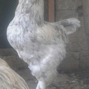 Brama xoruzu bir yası var saglamdı bütün peyv