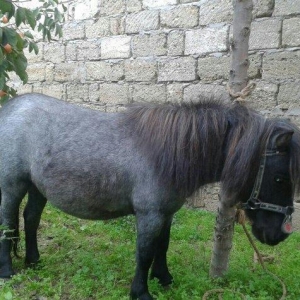 Poni Farabella at satilir dişidi bir qarın doqub mayalı heyvandı.