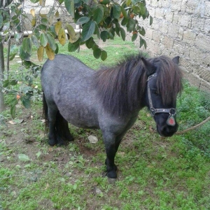 Poni Farabella at satilir dişidi bir qarın doqub mayalı heyvandı.