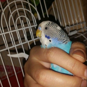 Tecili cox gozel renglere malik hazir cut satilir 