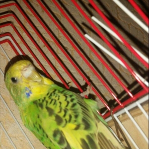 Tecilir cox gozel renglere malik hazir cut yuva hazirlayan cutluk sati