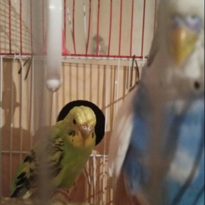 Tecilir cox gozel renglere malik hazir cut yuva hazirlayan cutluk sati