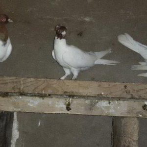 Qarabas qirmizi bas goyercinler satiram qarabas 15e qirmizi bas 10aisd