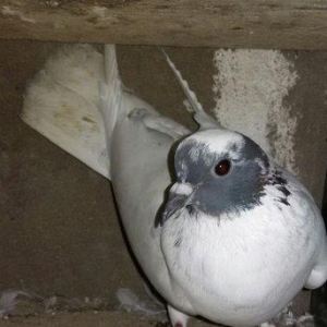 Qarabas qirmizi bas goyercinler satiram qarabas 15e qirmizi bas 10aisd