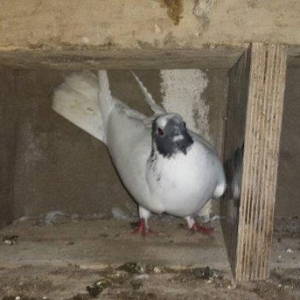 Qarabas qirmizi bas goyercinler satiram qarabas 15e qirmizi bas 10aisd