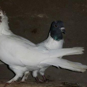 Qarabas qirmizi bas goyercinler satiram qarabas 15e qirmizi bas 10aisd