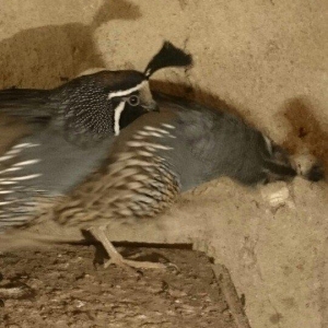 kaliforniya bildirçini xoruzdur iki eded 6aylıq sağlam quşlardı