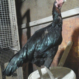 Heyratı toyugu temiz ingilis sortu yumurtlayir doyusgendir tam saglamd