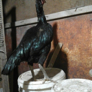 Heyratı toyugu temiz ingilis sortu yumurtlayir doyusgendir tam saglamd