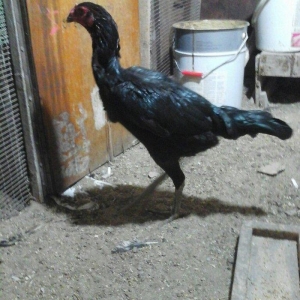 Heyratı toyugu temiz ingilis sortu yumurtlayir doyusgendir tam saglamd