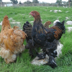 Koken dev xoruz 1 illikdir tam saglamdir alan olsa endirim olacaq.