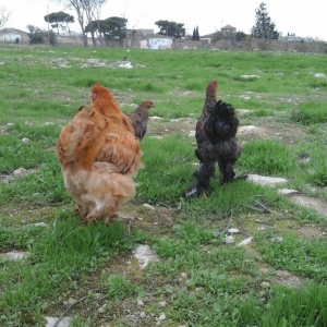 Koken dev xoruz 1 illikdir tam saglamdir alan olsa endirim olacaq.