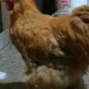 Koken dev xoruz 1 illikdir tam saglamdir alan olsa endirim olacaq.