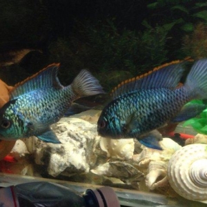 Bir çüt nandakara böyük ve yaxşı veziyyetde 