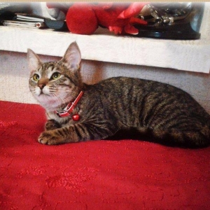 Домашняя здоровая девочка (3 мес. ) бесплатно. Пишите на whatsapp и ск