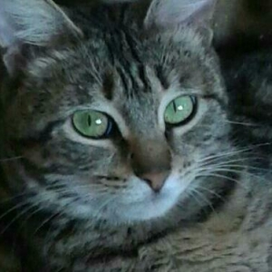 Кошка (метис американской короткошерстной с классическим мраморным таб