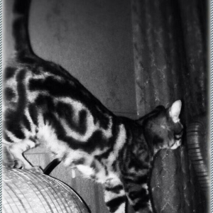 Кошка (метис американской короткошерстной с классическим мраморным таб