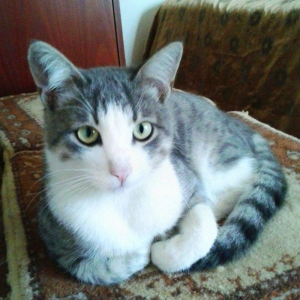 Домашн здоровый мальчик (4 мес) в надежные руки. Бесплатно. Обработан