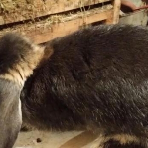 Mini ferma.. Barashek sort dovshan balasi satilir... . 40 manata  yash