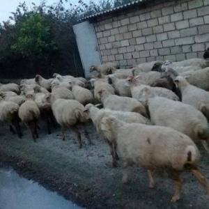 75 baw qoyun satiram, 22i balalidir. Ve qalan heyvan hamsi bogazdir. V