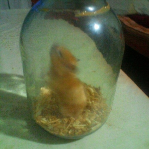 salam dağ siçanı satıram böyük şəkildə kimi 1 ədət dişi galib təmiz iy