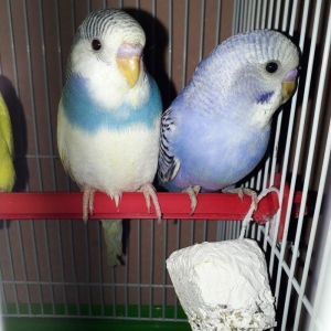 Saglam erkek ve disi 3 ayliq papuqaylar satilir cutu 30 azn