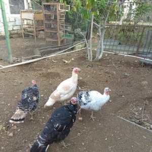 hinduşka 4-dene dişilər ,bir il altı aylıq. birəzdən yumurtalaycaq.  b