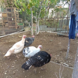 hinduşka 4-dene dişilər ,bir il altı aylıq. birəzdən yumurtalaycaq.  b