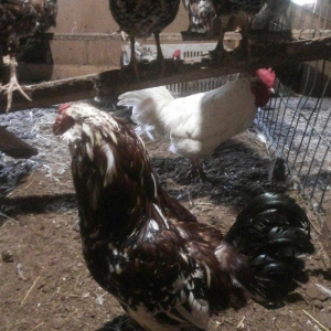 Orlovski colpalar satılır.tər təmiz sortdur.qiymət birinə