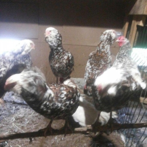 Orlovski colpalar satılır.tər təmiz sortdur.qiymət birinə