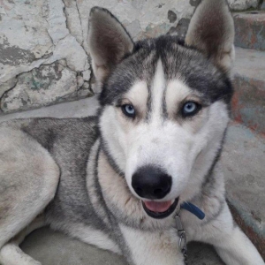 temiz haski erkeydi yaw 1.5 saxlamaga yerim olmadigi ucun tecili satil