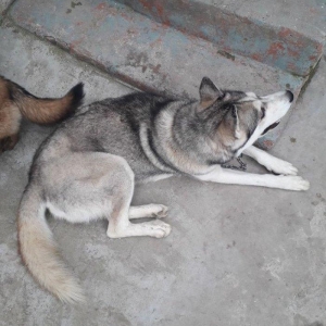 temiz haski erkeydi yaw 1.5 saxlamaga yerim olmadigi ucun tecili satil