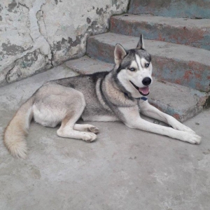 temiz haski erkeydi yaw 1.5 saxlamaga yerim olmadigi ucun tecili satil