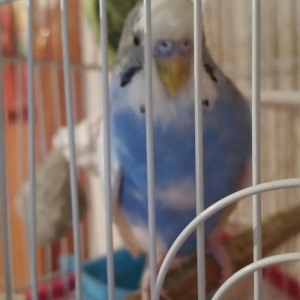 Tecili cox gozel renglere malik qizqin aktiv yuva quran cutluk satilir