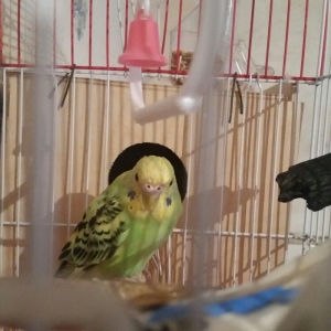 Tecili cox gozel renglerde cavan cutluk satilir yuva hazirlayirlar wek