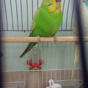 Papuqay satilir. Cox gozel rengi var. Disidir qizgin qusdur. Cute vura