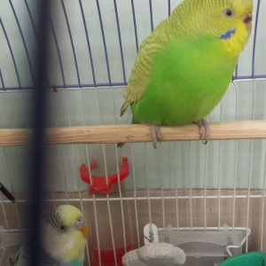 Papuqay satilir. Cox gozel rengi var. Disidir qizgin qusdur. Cute vura