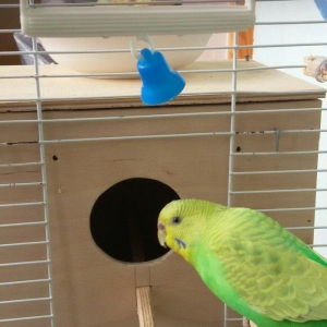 Papuqay satilir. Cox gozel rengi var. Disidir qizgin qusdur. Cute vura