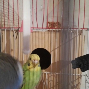 Tecili cox gozel renglere malik cavan cutluk satilir evde beslenilib e