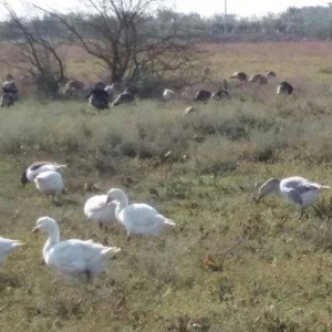 hundusqa satlìr Agcabedi ferma hudusqalari tam tebi saxlanilib otlaq s