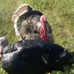 hundusqa satlìr Agcabedi ferma hudusqalari tam tebi saxlanilib otlaq s