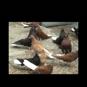 Hazır 3 cüt ağ quyruğ satılır bir cüt ebrew